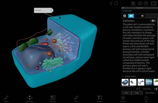 cell wall definition